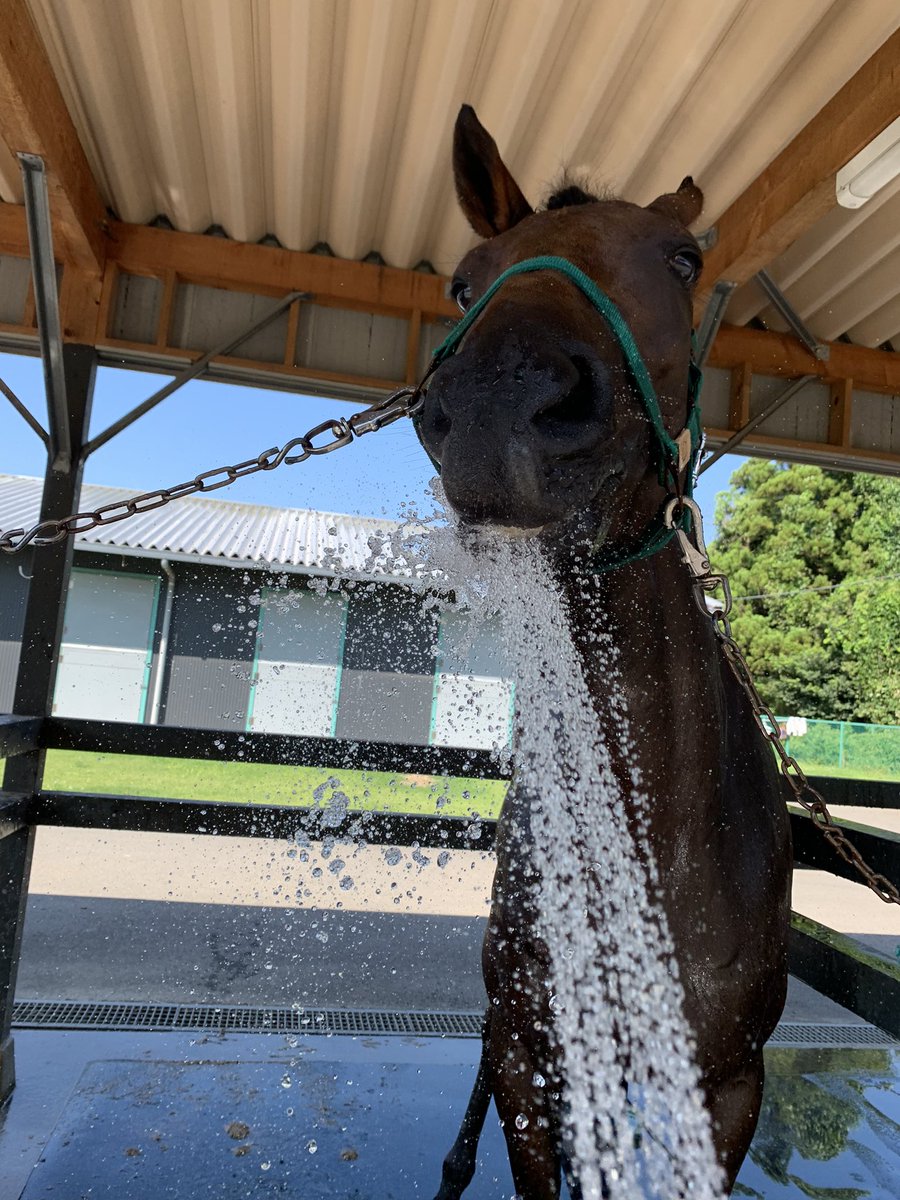 ルージュシャルマン🟥⭐️
お疲れ様でした🌼

これからは茨城県の
乗馬クラブに行くそうです
頑張って欲しいですね

一度逢いに行きたいです🌸 