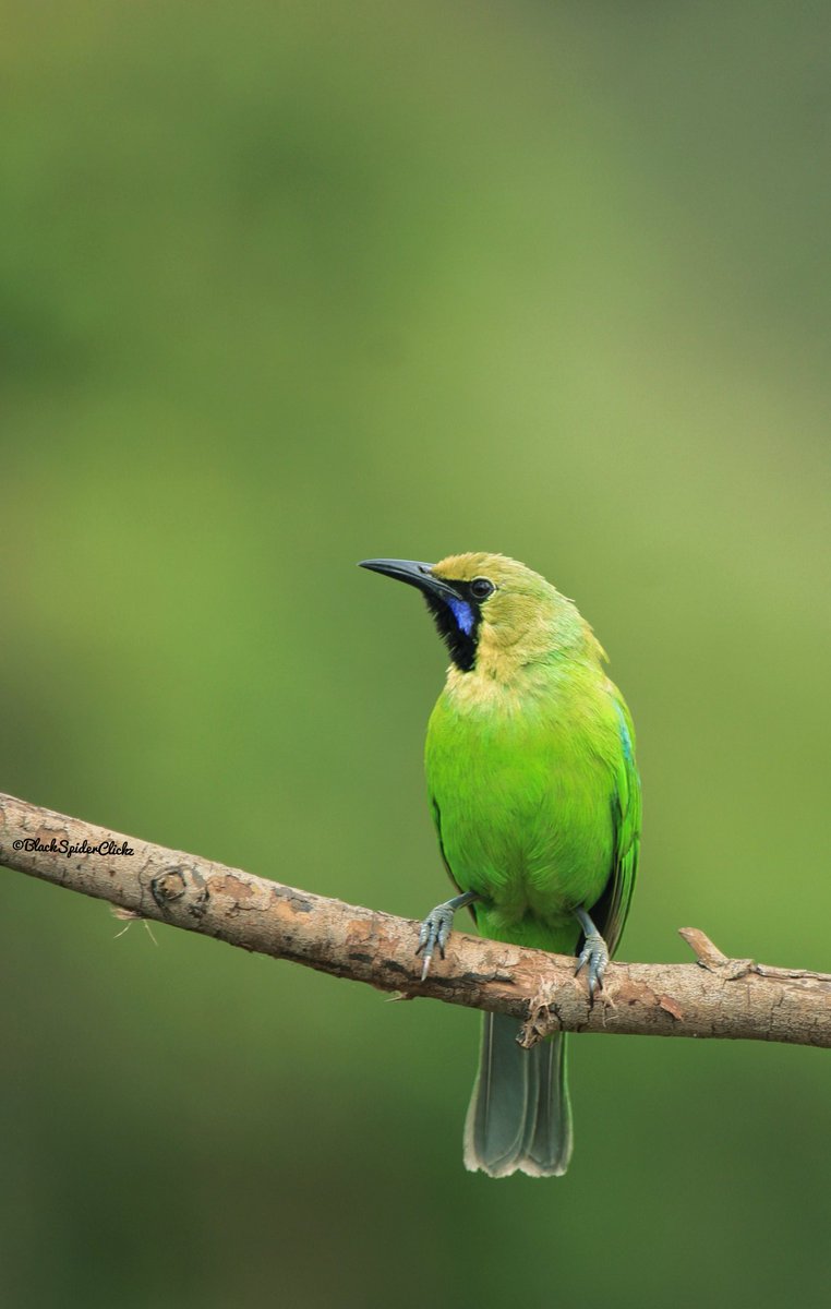 Jerdons Leaf Bird

#ThePhotoMode #photography #PhotoOfTheDay #PhotoChallenge2021August #Indiaves #BirdsSeenIn2021 #birdsofindia #birdwatching #bestbirds #NaturePhotography #birdsoftwitter #birdsofbengaluru #BirdsUp #jerdonsleafbird #PhotoTwitter