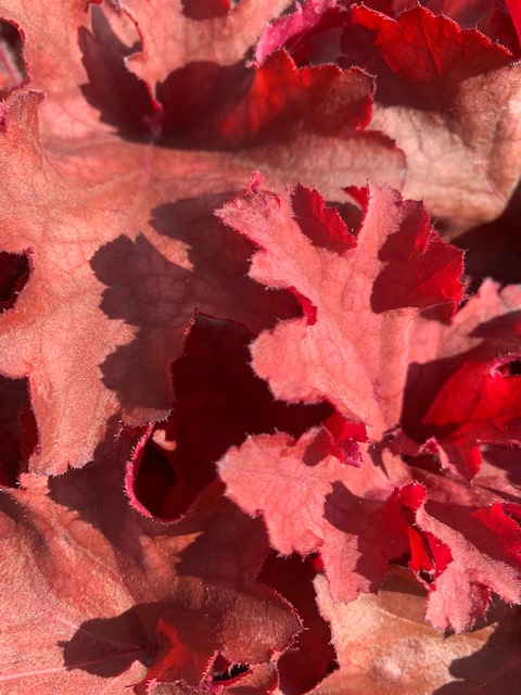 sempervirens13's tweet image. Hospital Road TW2 is back open,Yippie! Come ans see us today and Saturday for 20% Off plants #RoadOpen #Sempervirens #Whitton #Twickenham #Hounslow #Hampton #Richmond #Gardening #LoveYourGarde #shoplocal #Bargain