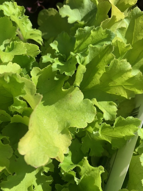 sempervirens13's tweet image. Hospital Road TW2 is back open,Yippie! Come ans see us today and Saturday for 20% Off plants #RoadOpen #Sempervirens #Whitton #Twickenham #Hounslow #Hampton #Richmond #Gardening #LoveYourGarde #shoplocal #Bargain