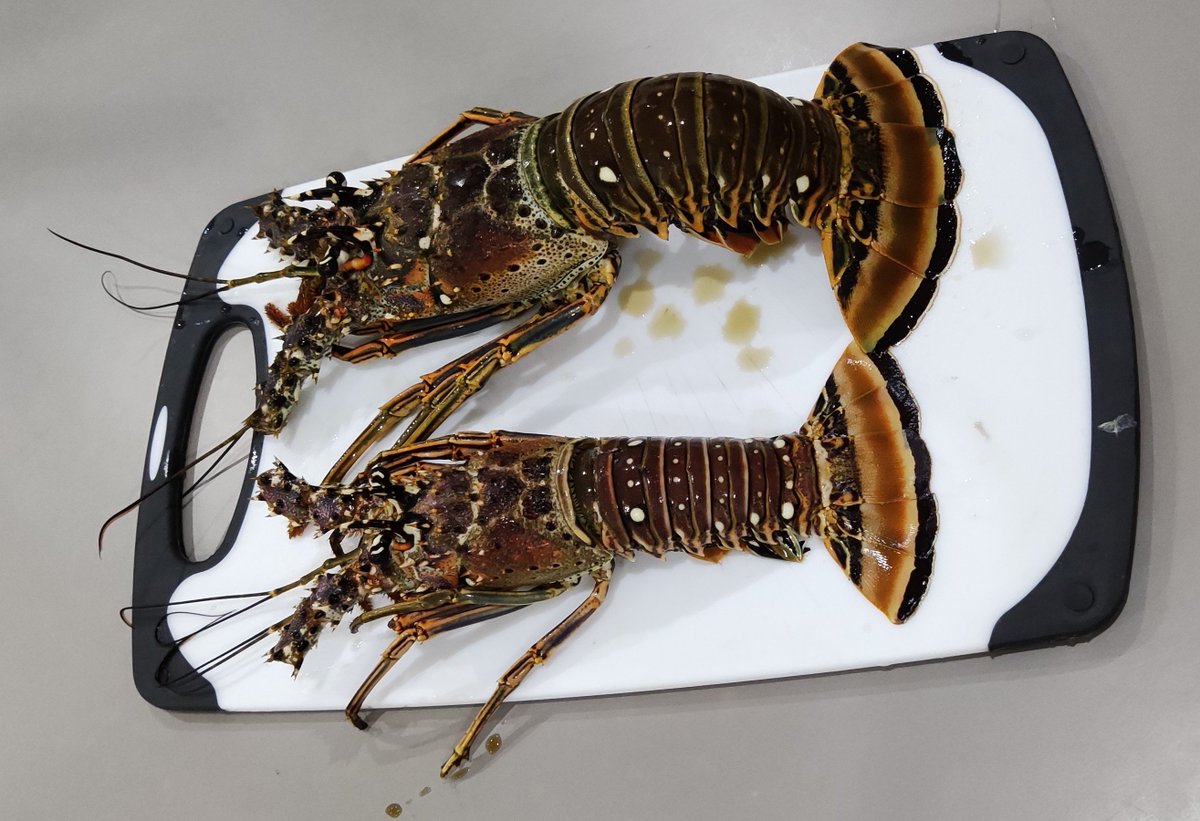 Tele brez klešč je dosti lažje loviti na roke