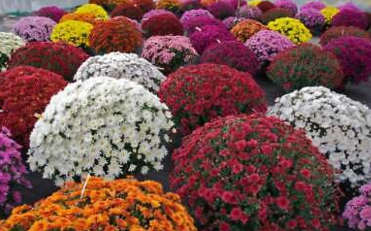 2021 Fall Fundraiser - Mum Sale
Order mums through September 10th. Mums can be picked up from September 17th to 21st at Wasson Nursery in Fishers! Order online with the link below or turn in your the order form with payment at school.

cre-pto-fall-flower-sale.cheddarup.com
