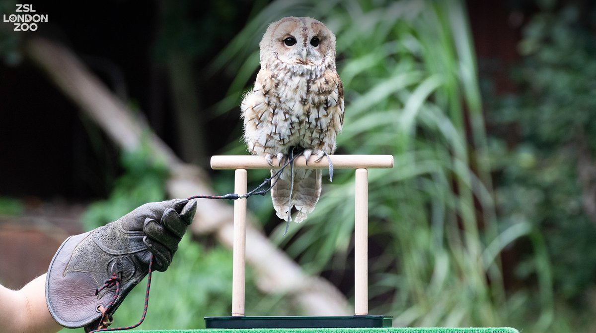 As keeper Jessica said, "Owlberta is beautiful no matter what she weighs" 🦉🥰
