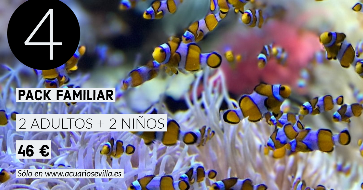 AcuarioSevilla's tweet photo. 🏖️Ven al acuario este verano y sumérgete en el único mar de Sevilla.
🎟️Además tenemos un #PackFamiliar para que nos visites a un precio especial en familia. Consíguelo sólo en https://t.co/VeGOQ7rUPr
#VeranoAcuarioSevilla #VisitaSevilla #verano2021 https://t.co/e15HNMEynr