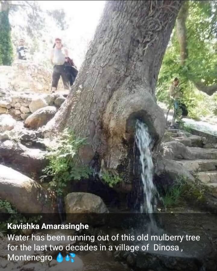 _hello_univers's tweet photo. #trees #Tree #nature #naturelovers 

Incredible! https://t.co/xp44znbeDK