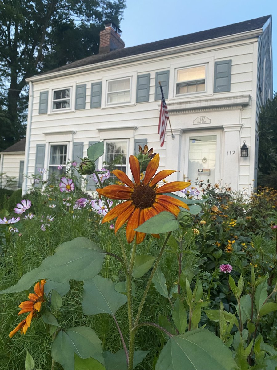 agardenforus's tweet photo. A funny sunflower #sunflower #flowers #flower #photography https://t.co/JLLhPP5Hy0
