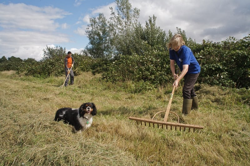 HaileyPkCardiff's tweet photo. Sun 12 Sept, 2-4pm - need to book in advance email: friendsofhaileypark@gmail.com
Advance notice of next workday on park accompanied by the community ranger. Hoping to be doing the hay rake. All welcome - its a great way to keep fit &amp; look after your local environment. Pls RT https://t.co/D6g5FVXoKu