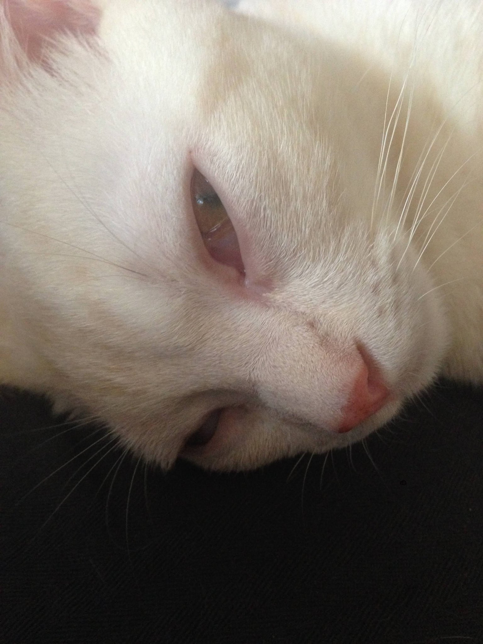 猫メロメロ芸人 Twitter Search Twitter