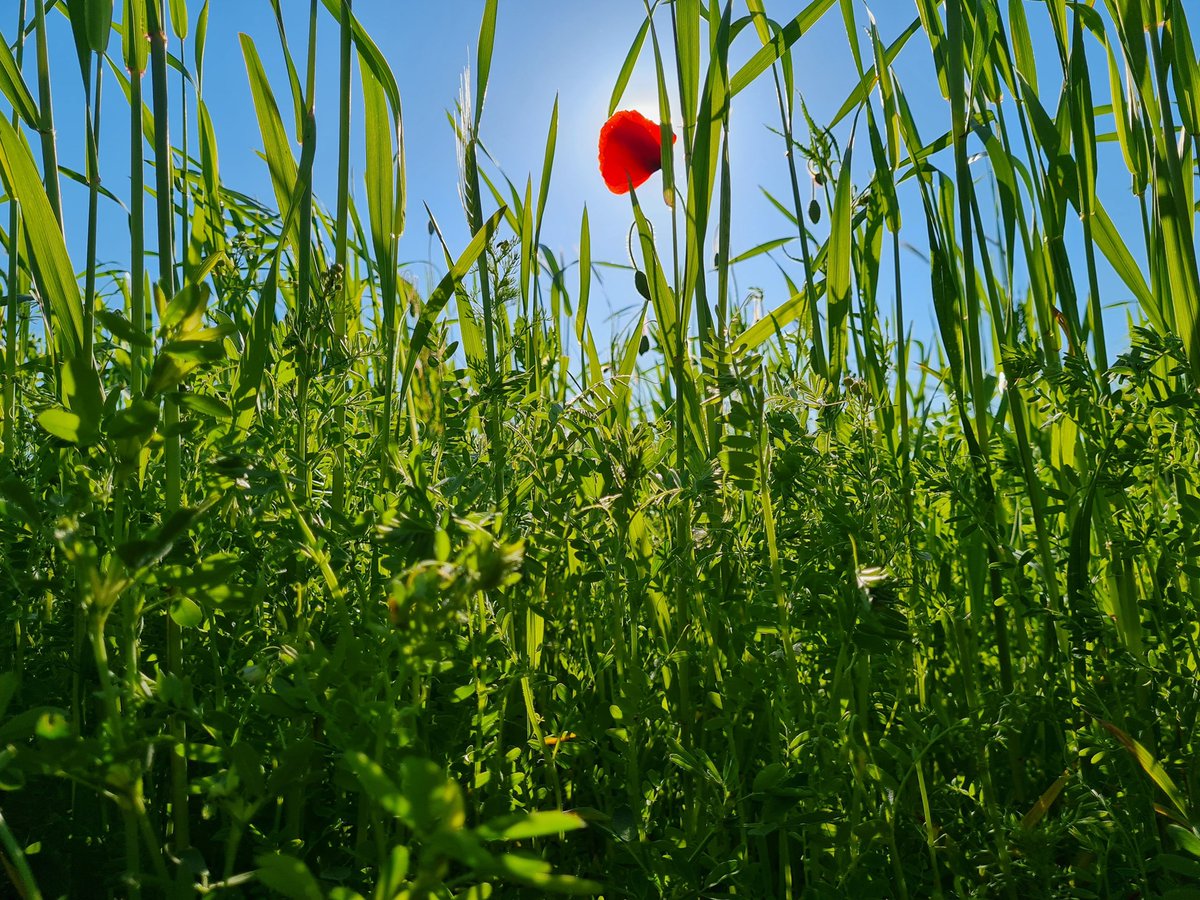 My project on local pulses goes now online!
Follow @LumineusesAcker, a pilot project to establish a stronger pulse cultivation and consumption in Freiburg and around!