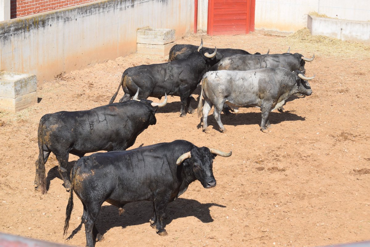 🚨🚨 ¡ESTE AÑO SÍ! 🚨🚨

🐂 ¡Ya están aquí los toros de <a href="/victorinotoros/">Victorino Martin</a>! 🐂

⛔ ¡Ahora nada nos detiene! ⛔

🏟️ Ven a los toros en Alcalá de Henares 🏟️

📅 Sábado 28 y domingo 29 de agosto 📅

🎟️ Compra tus entradas en loyjor.com 💻