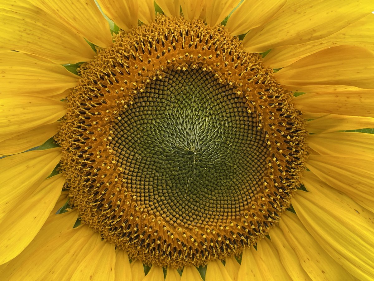 Another day in the field #remotesensing for plant health and flower counts. Sunflowers should be fairly easy for the model to identify…
