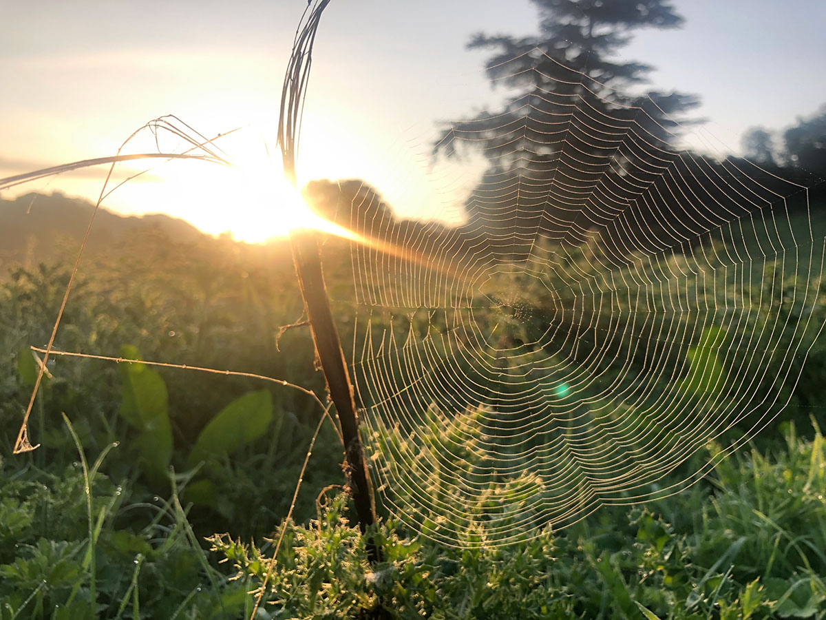 RaveXITServices's tweet photo. What a lovely #westcountry web! If your website needs a boost, give us a call to learn more about our secure and fast hosting service 👌 
https://t.co/hzinwsCKmJ #itsupport #biz #somerset #dorset #devon #managedhosting https://t.co/diDF03Fj81