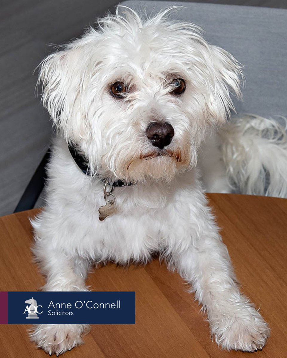 Harvey joined AOC Solicitors in November 2019 as the firm’s Wellness Manager. After illustrating his experience in stress management he was recruited from the amazing team @dspcaadoptions 

We think every office should have their own Harvey. What do you think?
#happyworkplace