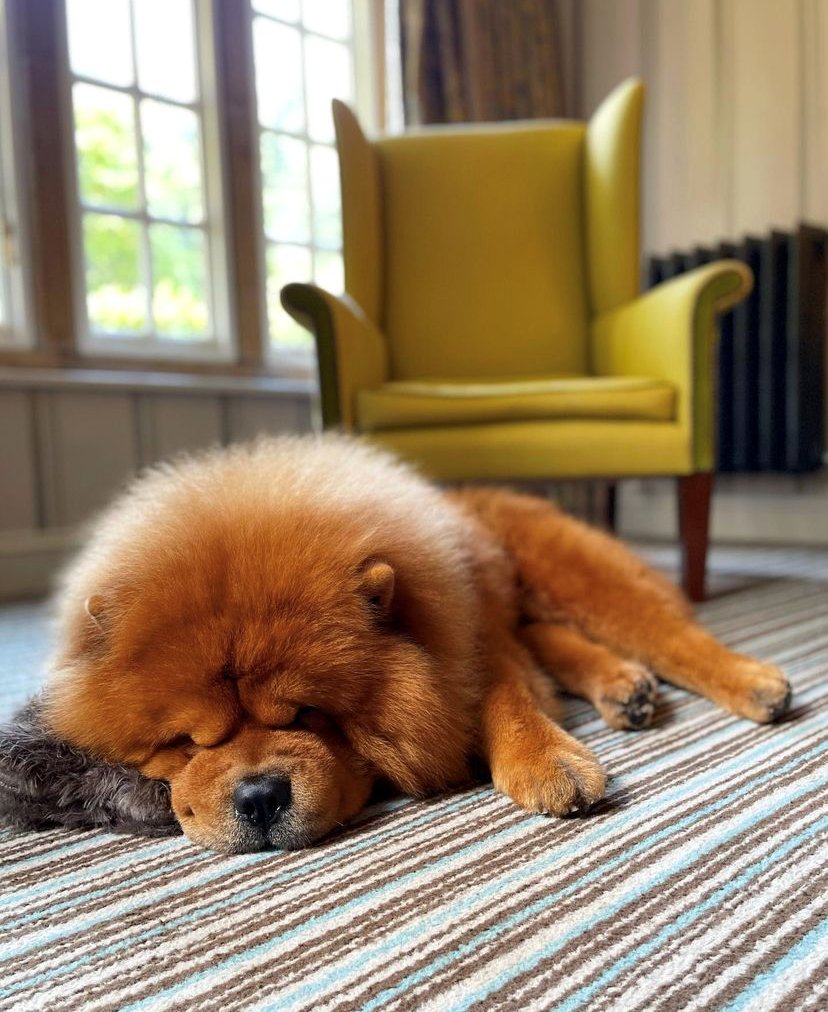 PennyhillPark's tweet photo. And relax... it's the bank holiday weekend!
#weekendvibes #dogfriendly #dogfriendlyhotel #dogsholiday #bankholidayweekend #weekend #longweekend #fridayfeeling #staycationuk #summerescape #pennyhillpark #surrey #exclusivecollection #myexclusive
( 📷 @odinthechow on Instagram ) https://t.co/ezv5uQKxp9