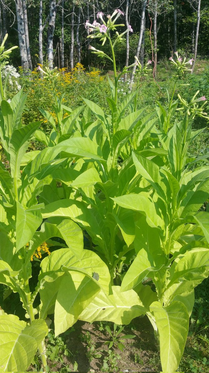 The DelGold Tobacco, it's a very striking #Plant. Pretty #Flowers  #agriculture #MyGarden  #GrowYourOwnSmoke I have lots of Seeds #Seedswap #Tobacco #Seeds #GardeningTwitter #Gardening #towardselfsufficiency