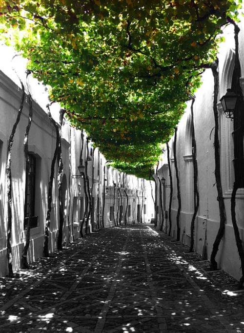 Techo Verde en Jerez de la Frontera...