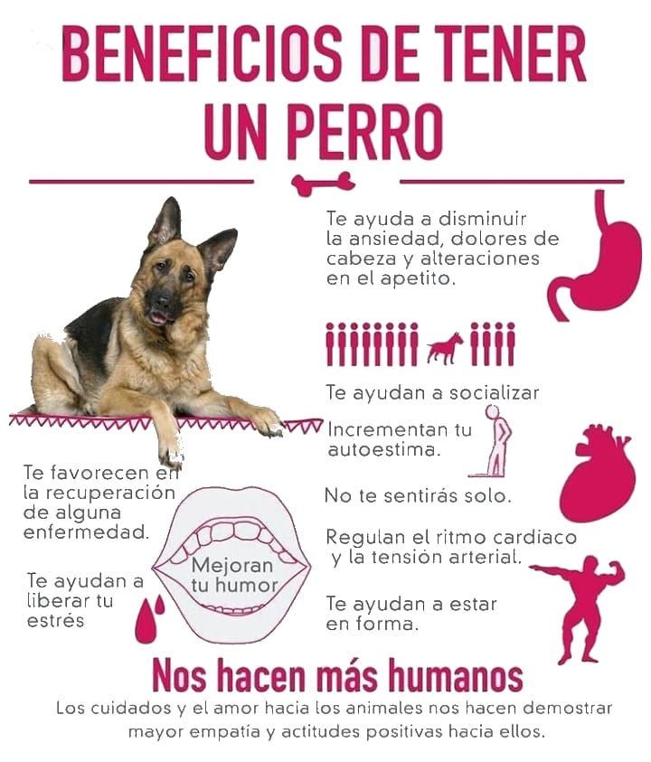 Rosmarbr's tweet photo. Mi mamá nunca me dejó tener un perrito, quizás ella tampoco conocía lo que era tener uno. En los recipes médicos deberían aconsejar tener todos uno. Todo estos beneficios me los ha dado Panchito. https://t.co/WH6uHP9AbN