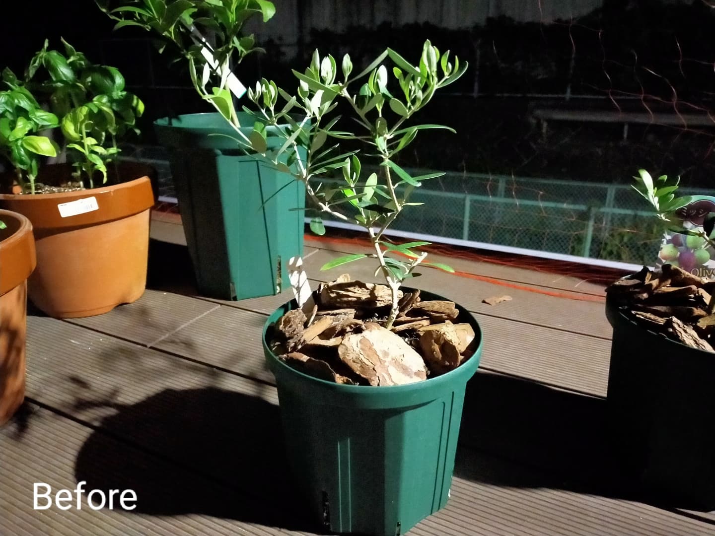 تويتر ハードケン على تويتر オリーブ ネバディロブランコ イロハモミジに続き ネバディロブランコの樹形の矯正にも挑戦 家庭菜園 家庭菜園初心者 丸出し菜園 オリーブ T Co P3xobxxfqy