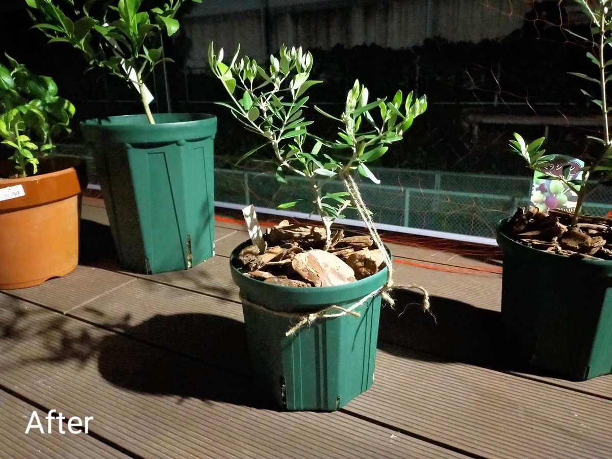 ハードケン オリーブ ネバディロブランコ イロハモミジに続き ネバディロブランコの樹形の矯正にも挑戦 家庭菜園 家庭菜園初心者 丸出し菜園 オリーブ