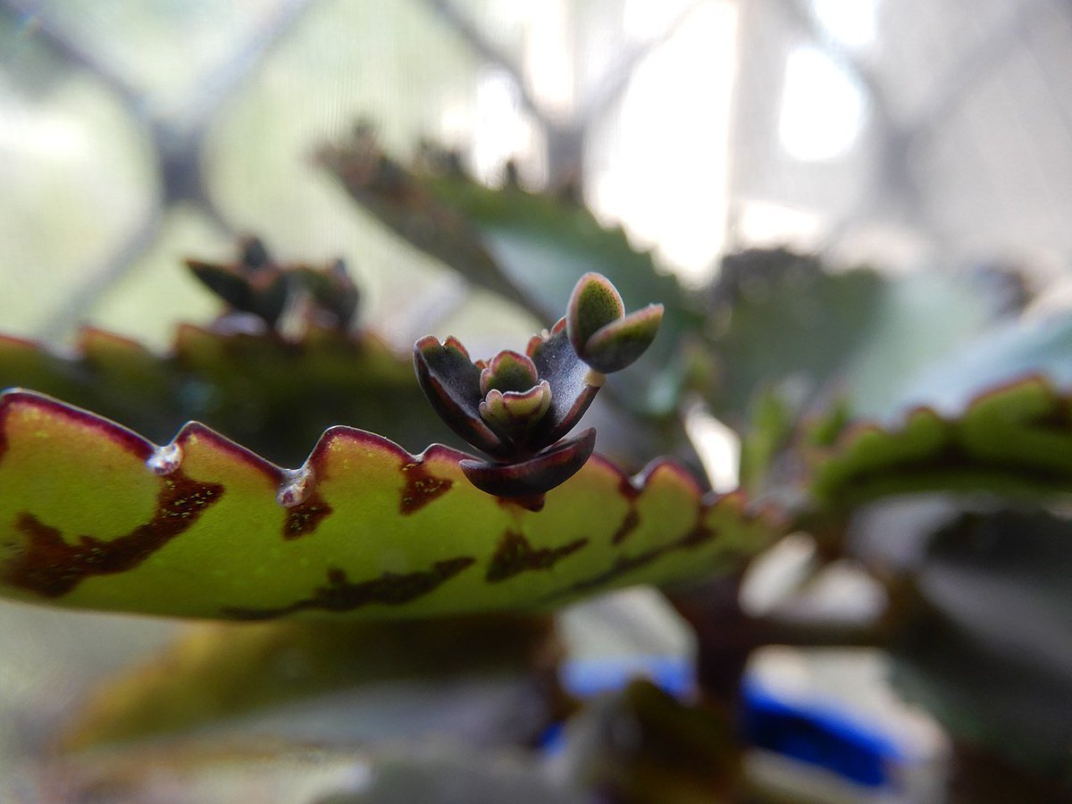 Yigit Berkay Gündogmus tweet media