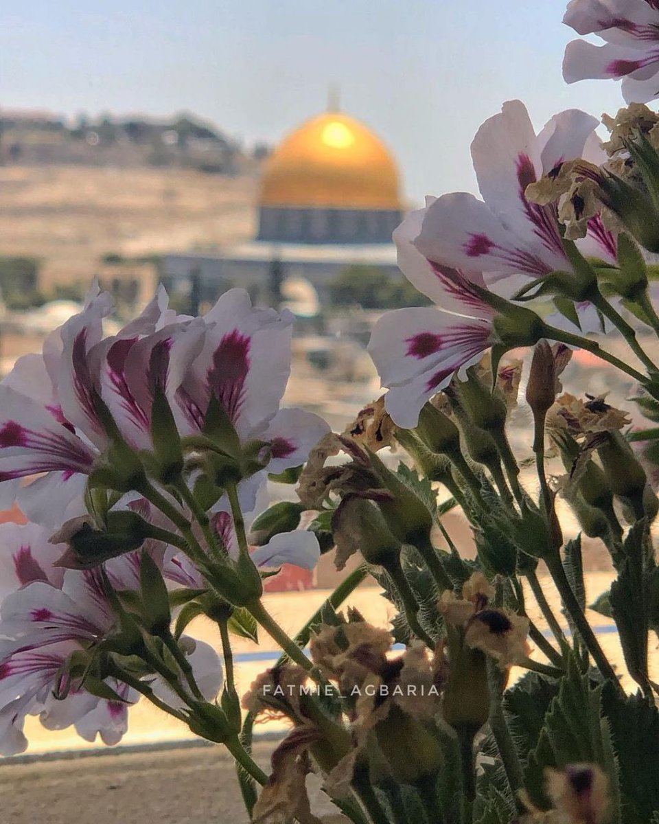 أهوى جمالكِ وأنا بكِ مُتيّمُ 💛 تصوير : فاطمة إغباريّة #فلسطين #القدس #المسجد_الأقصى