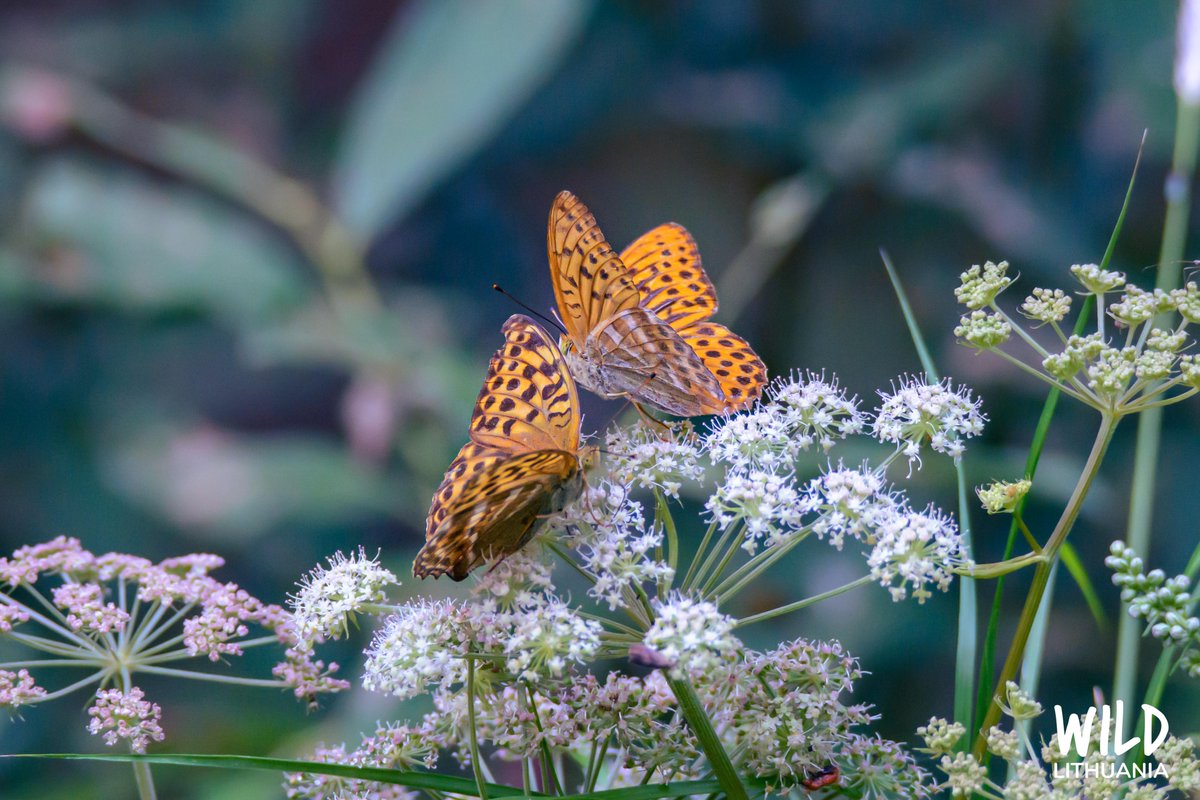 I think these are Pallas' fritillary (rausvasis perlinukas), but I am far from a butterfly expert, so feel free to correct me!
#WildLithuania #Lithuania #visitLithuania #wildlife #nature #Lietuva #countrylife #wildlifephotography #forests #gamta #butterfly #summer #photography