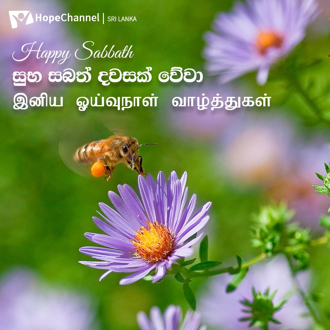 Happy Sabbath Hope Channel family! 

හොප් පවුලේ සැමට සුභ සබත් දවසක් වේවා!

ஹோப் குடும்பத்தினர் அனைவருக்கும் இனிய ஓய்வுநாள் வாழ்த்துக்கள்!

#HopeforSriLanka #HappySabbath #Beblessed #praiseGod #Hope