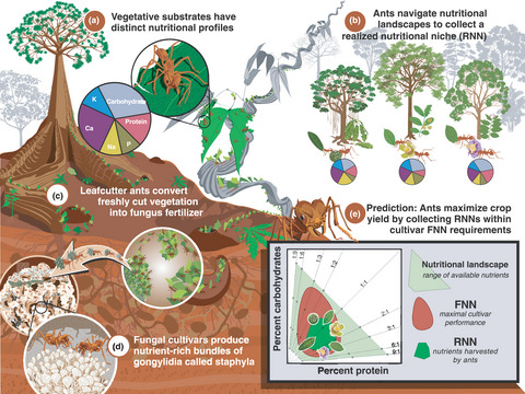 Ecology_Letters's tweet image. The multidimensional nutritional niche of fungus‐cultivar provisioning in free‐ranging colonies of a neotropical leafcutter ant onlinelibrary.wiley.com/doi/full/10.11…