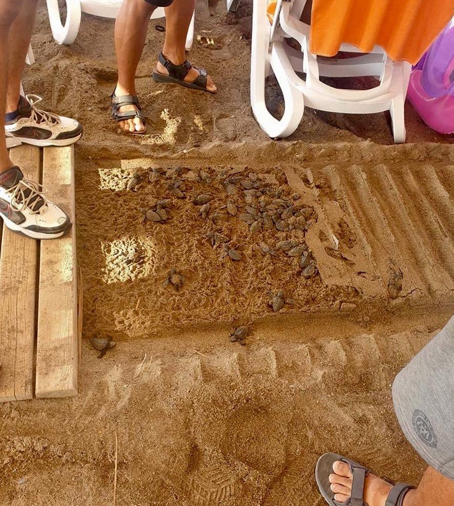Burası Belek Antalya...
Kumlar turistlerin ayakların yakmasın diye üzerine ahşap yürüme bandı koymuşlar.
Yumurtadan çıkan yavru caretta carettalar ise maalesef buna takılıp telef olmuşlar.
İnsanlığımdan utanıyorum artık!
Vallahi de yazık, billahi de yazık! link.medium.com/wBIq2MGZ3ib