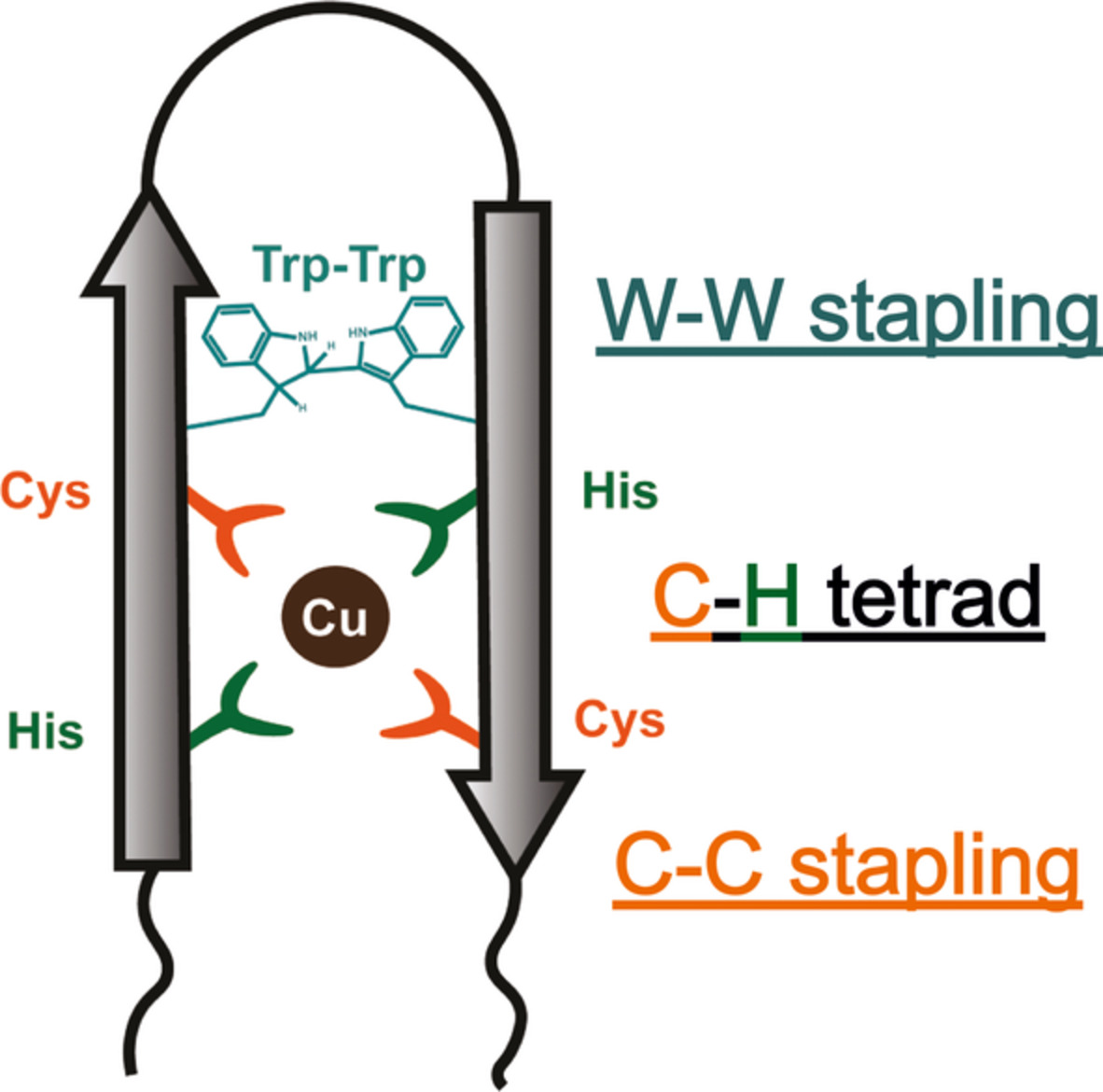 Wiley Chemistry Read Now In Peptidescience De Novo Design Of Metal Binding Cleft In A Trp Trp Stapled Thermostable B Hairpin Peptide T Co Cgt47q7cyl By Mahas999 Team Iiserbhopal Ampepsoc T Co Hem8npvdzx
