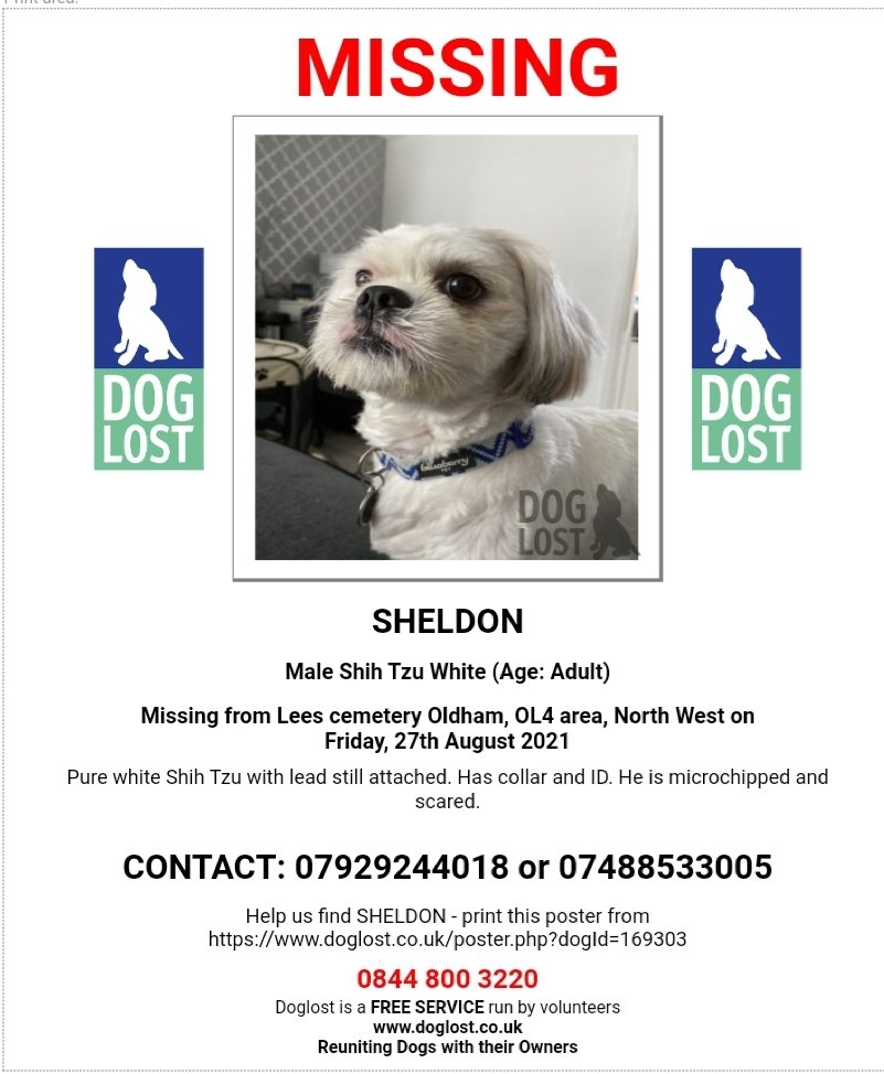 MissingPetsGB's tweet photo. 🐕 #URGENT MISSING WITH LEAD ATTACHED!
Pure white Shih Tzu SHELDON has collar and ID. He is microchipped and scared. #missing today (27/8/21) from Lees cemetery #Oldham #OL4
One eye is red. Light brown patch near bottom, the rest of him is pure white.
https://t.co/QMfxWrc6i9 https://t.co/HB8NRG6nbN