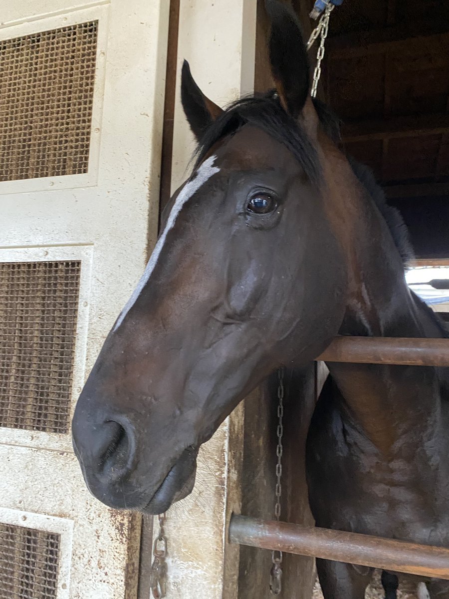 明日レッドヴェルサスの引退レースのご様子。元一口の方がいたのでデビューからみてましたねえ。こんなに長い現役生活になるとは。