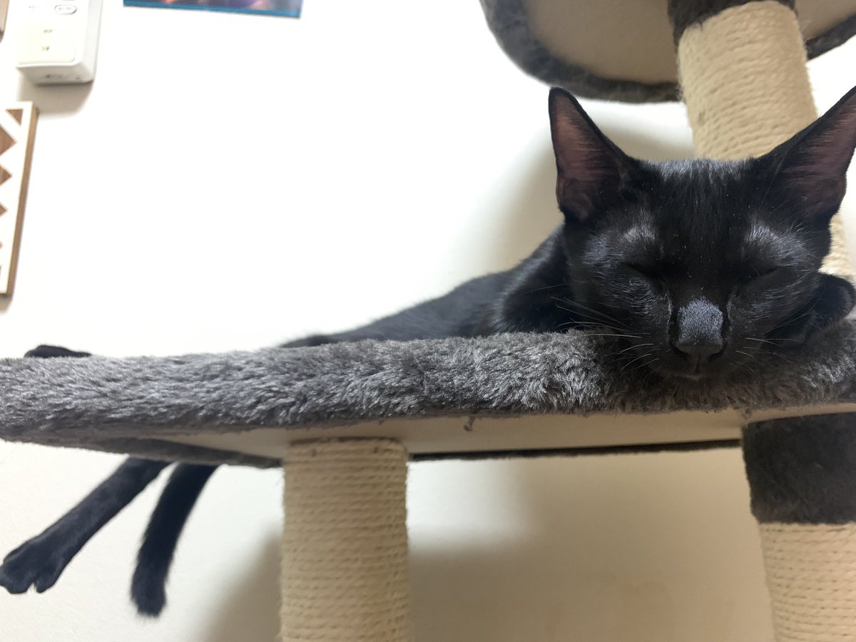 222kanako's tweet photo. 僕の名前は備長炭くんですっ🐈‍⬛
#世界に黒猫の魅力をベストショットで伝えよう https://t.co/kdwivh7Il1
