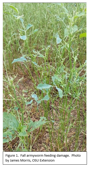 AmyRaudenbush's tweet photo. Unusual Armyworm Outbreaks are Taking Many by Surprise. See images below for more information #armyworm #scout2021 #ohioag #turf https://t.co/F6UVVgX4jh