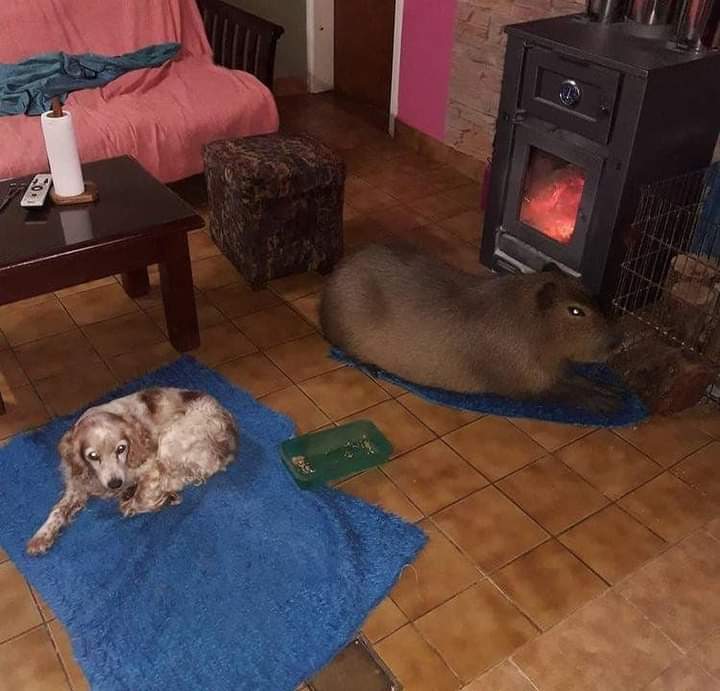 vitalemc53's tweet photo. Buen día!!💜🤗 Estos son los carpinchos TAN agresivos! Convive con un familia de Mar del Sur, hace años! Reiteradas veces lo dejaron en su habitad natural y vuelve! Interactúa con otras mascotas y es muy cariñoso Merly🥰💖 https://t.co/2TkRvPr7HS