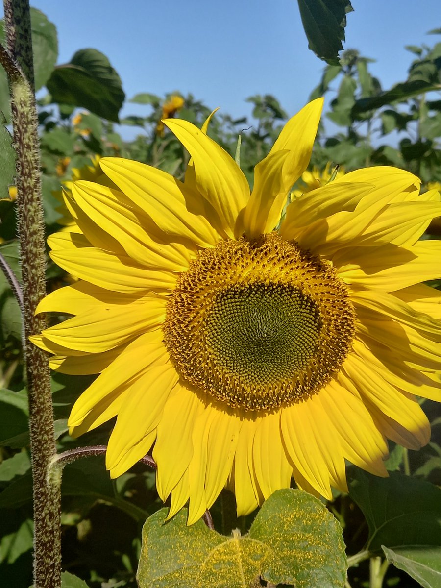 Lovely walk around the Sunflower Farm @TrefaesGanol near Moylegrove #pickyourown #sunflowers #sunshine #northpembrokeshire