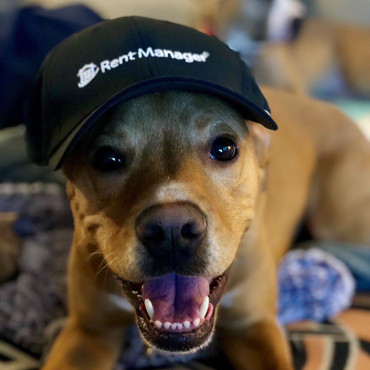 August is #NationalDogMonth and we thought you could use a little puppy love!

If you're looking for a win-win or (woof-woof) solution to create harmony between your pet- and non-pet-owning residents at your property, check out our blog with <a href="/petscreening/">PetScreening</a>: hubs.ly/H0VJGLK0