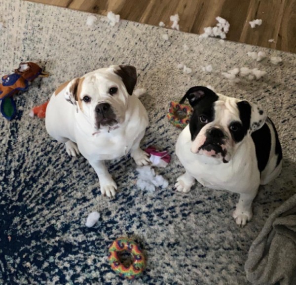 lg_casper's tweet photo. There’s no such thing as too much 🐕 love… just too much kibble @LGUS #NationalDogDay #LGCordZero #LGUS #LGFam @LGBBrownNE @LgRickSliney @LG_Casper https://t.co/GBBqVo4R6L