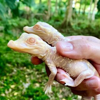 They don't even look real! #babygators #florida

buff.ly/3yjtj4R