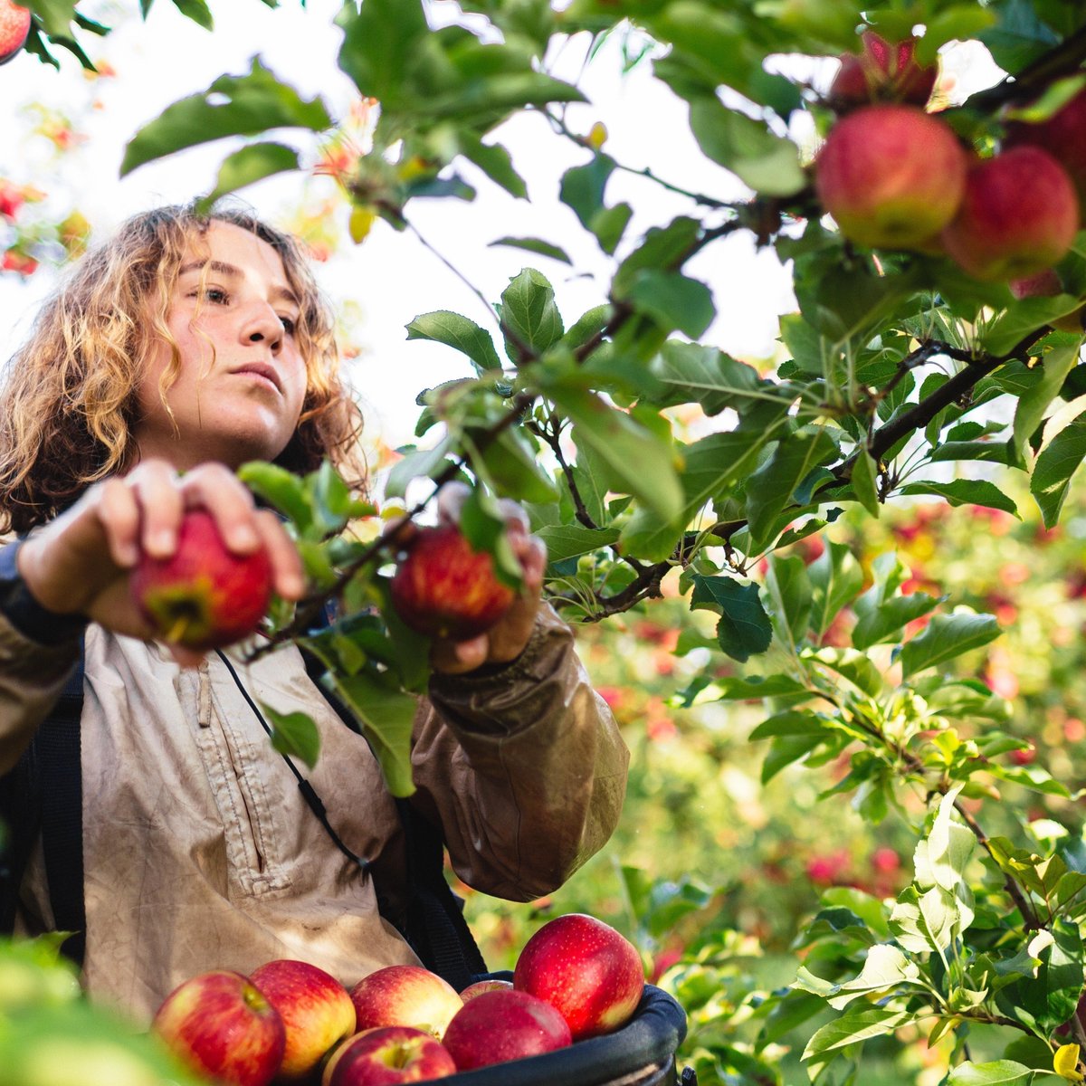 Мужчина собирает вишню. Черешневый сад на даче. Чел жрет яблоко. Мужчина с черешней. Уборка черешни.