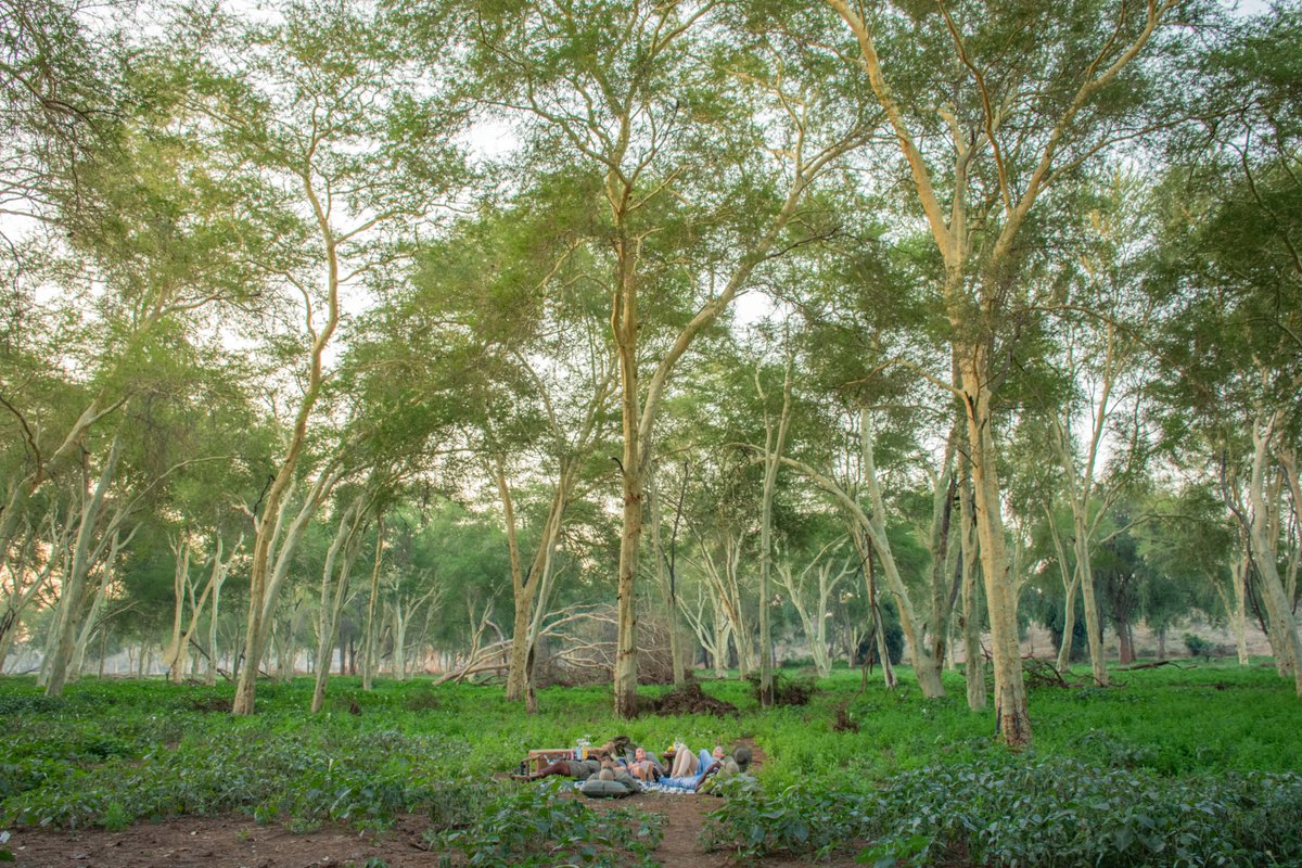 RETURNAfrica's tweet photo. A Friday afternoon well spent, taking time to pause, relax and restore in the Fever Tree Forest. 

#Relax #Restore #ReturnAfrica #Pafuri #FeverTreeForest #Beauty #Nature #Weekend https://t.co/rrSp4zJlGY