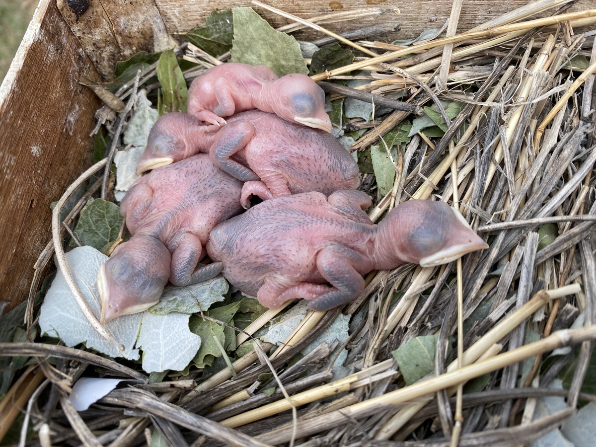 Migratory songbird timing can be flexible to daylength experienced in the nest. An experimental test in the wild led by @Saeedeh_BA. cutt.ly/2WpfuKp @umanitobasci @RSocPublishing