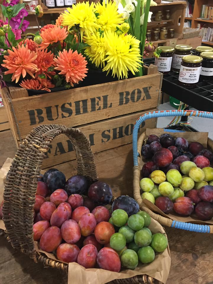 Bushelbox's tweet image. Our plum &amp;amp; gages harvest is well underway &amp;amp; the varieties currently available include fan favourite Victoria, Jubileum &amp;amp; Reeves which are 2 of our larger plums 💪,the lovely Swan, fab Greengages &amp;amp; St Andrew&apos;s Gage #PlumSeason #ShopLocal #Grownhere #FarmShop #Willingham #SmallBiz
