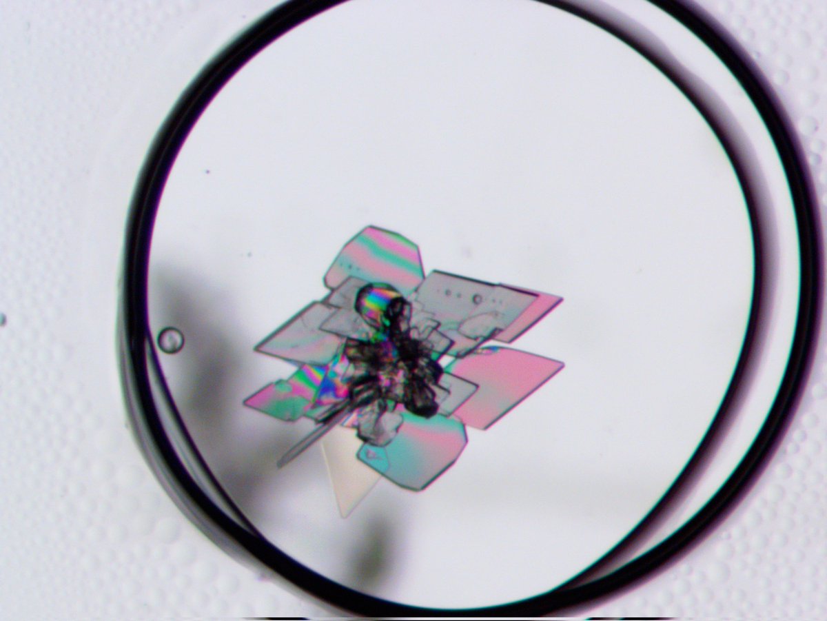 DrMichaelJHall's tweet photo. For this weeks #crystalfriday we bring you a lovely butterfly crystal from Elle, the newest member of the team @IndicatrixNCL completing a year in industry with @ChemistryNCL. Great diffraction size crystals from only week 1!! #RealTimeChem #chemistry #crystallography https://t.co/3nlOs8e7lb