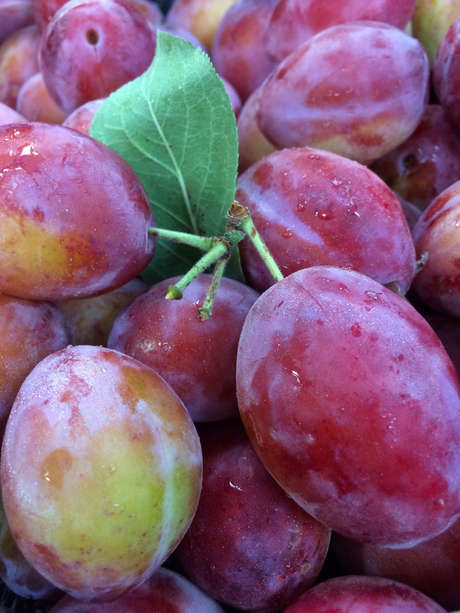 Bushelbox's tweet image. Our plum &amp;amp; gages harvest is well underway &amp;amp; the varieties currently available include fan favourite Victoria, Jubileum &amp;amp; Reeves which are 2 of our larger plums 💪,the lovely Swan, fab Greengages &amp;amp; St Andrew&apos;s Gage #PlumSeason #ShopLocal #Grownhere #FarmShop #Willingham #SmallBiz