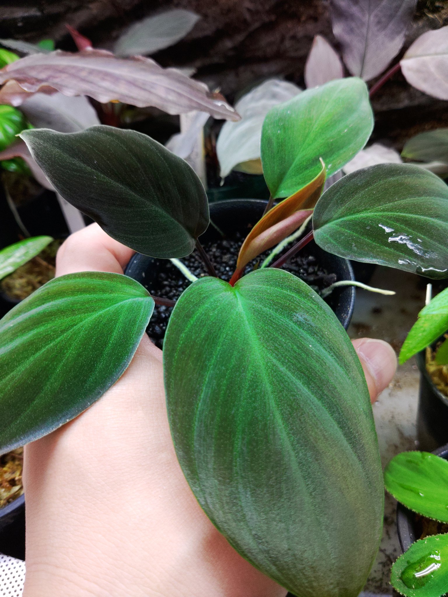 homalomena 裏ブンクル産