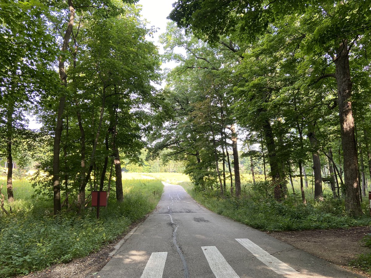 RolliEcology's tweet image. For various reasons, #PhenologyFriday tweets have been more sporadic than normal this year, but I’m out in the woods, looking at plants, and telling y’all about it today!

It’s hot and humid, but the cicadas seem to be loving it and are buzzing away.