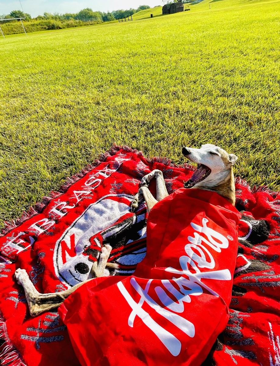 GoBigRed143's tweet photo. #WheresLMN 
Got Her #HuskerFlag Now Waiting For #NebraskaFootball 🇺🇸🌽 #WoofWoof
#LMNPhotos #ACVN143LMN
#PhotoOfTheDay
#Love
#Tailgate
#Nebraska
#DogOfTheDay
#Charity
#RonaldMcDonaldHouse
#Dog
#Animal
#Lurcher
#McDonalds
#GoBigRed143
#Pet
#RescueDog
#Huskers
#Smile
#AdoptDontShop https://t.co/MHEUZMtbRt