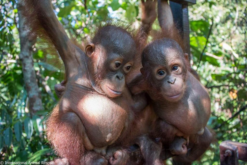 redapes's tweet photo. Here's a dose of serious cuteness to start your Friday. Thanks to @IAR_updates for this sweet photo.

Have a great day and a wonderful weekend! Help us reach out and save the orangutans!  Take action at https://t.co/eZACZcr0ru 

#orangutans  #babyanimals #toocute https://t.co/QAUb1cCmSW