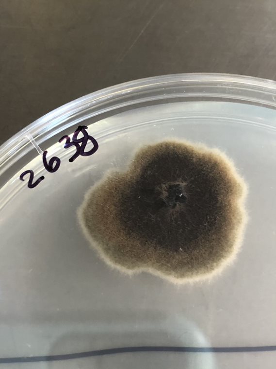 MicroMGx tweet media